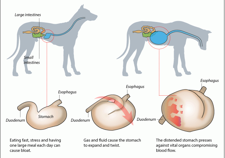 can a chihuahua get bloat? 2
