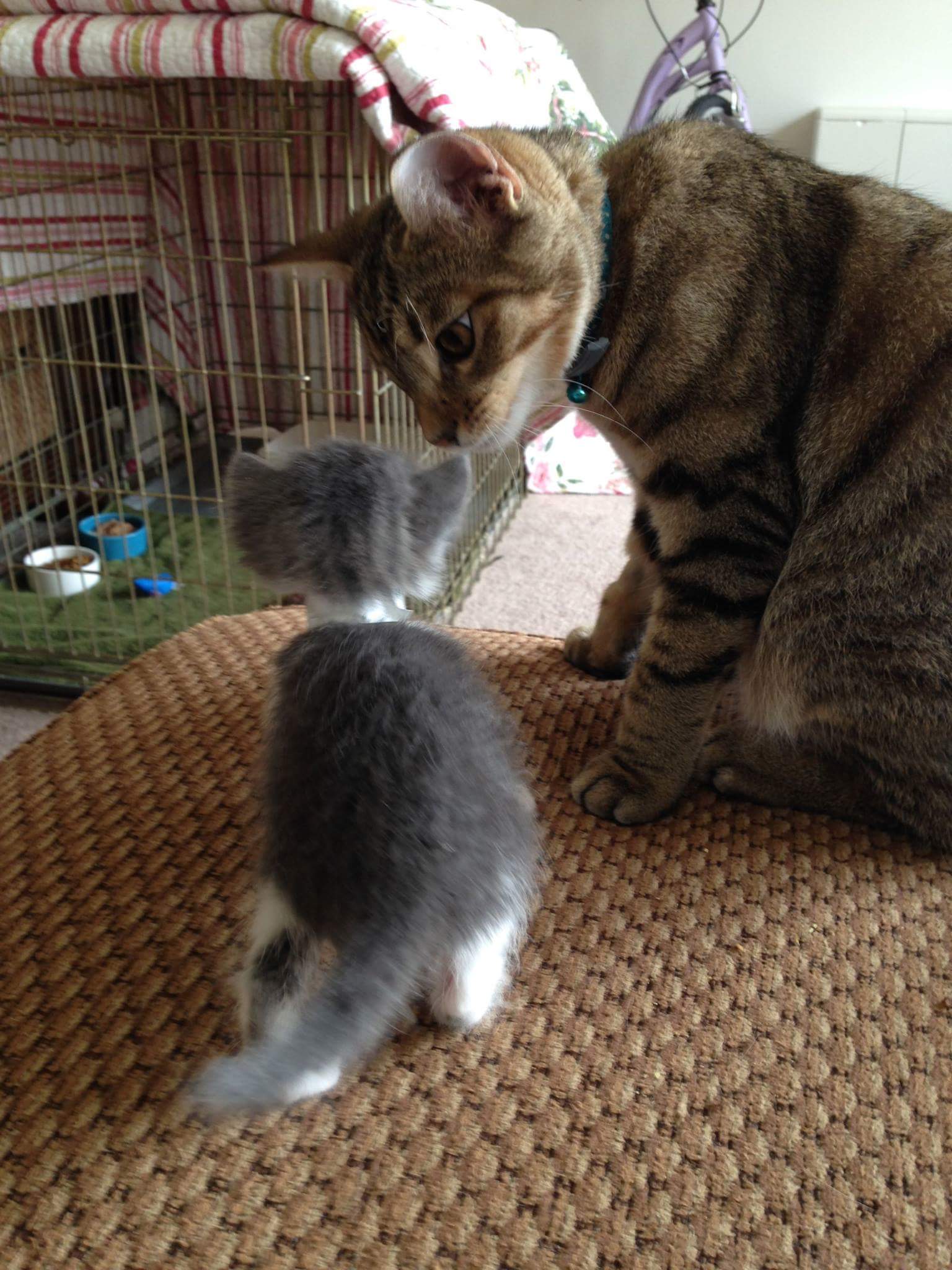 how to introduce a new kitten to other cats