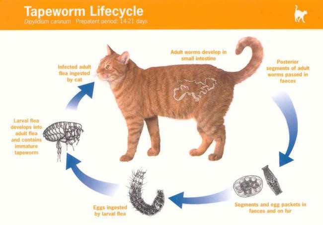 how do tapeworms transfer from dog to human