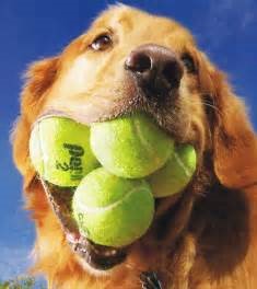 dog with tennis ball
