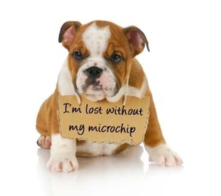 microchip dog