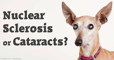 Nuclear sclerosis outlet treatment in dogs