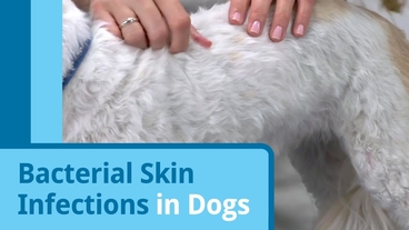 bacterial infection in dogs