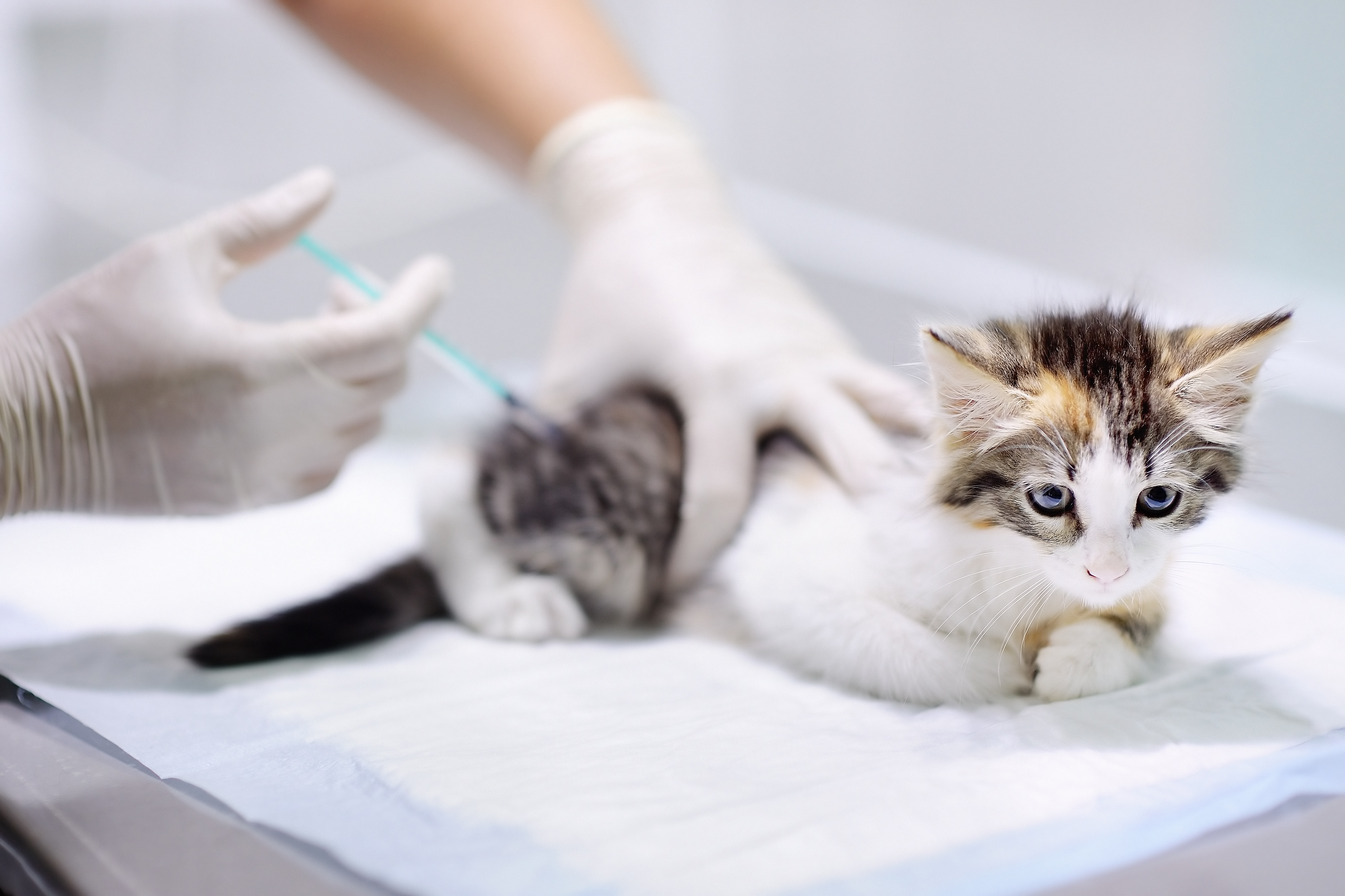 cat booster vaccinations uk