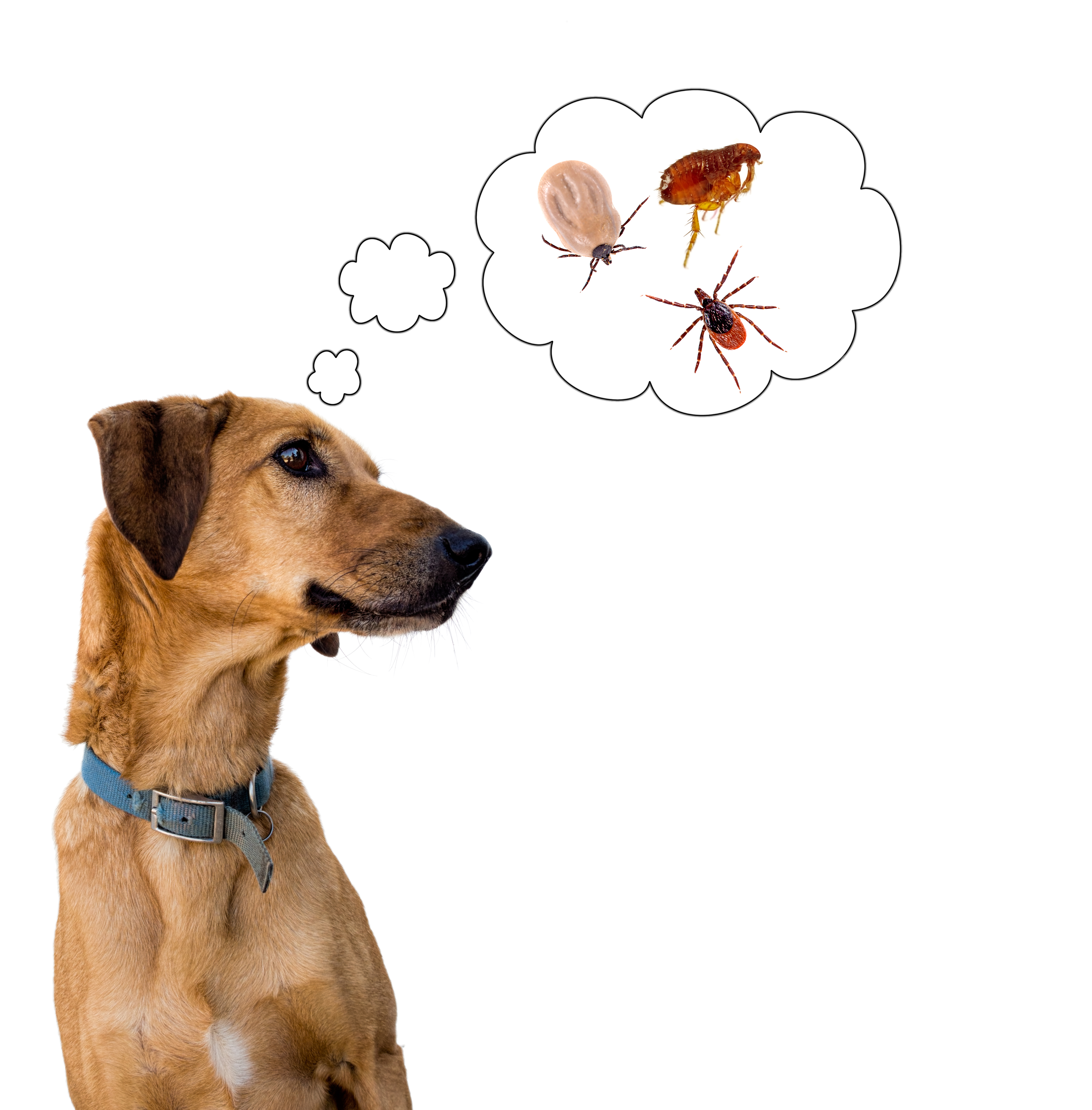 non prescription flea and tick pill for dogs