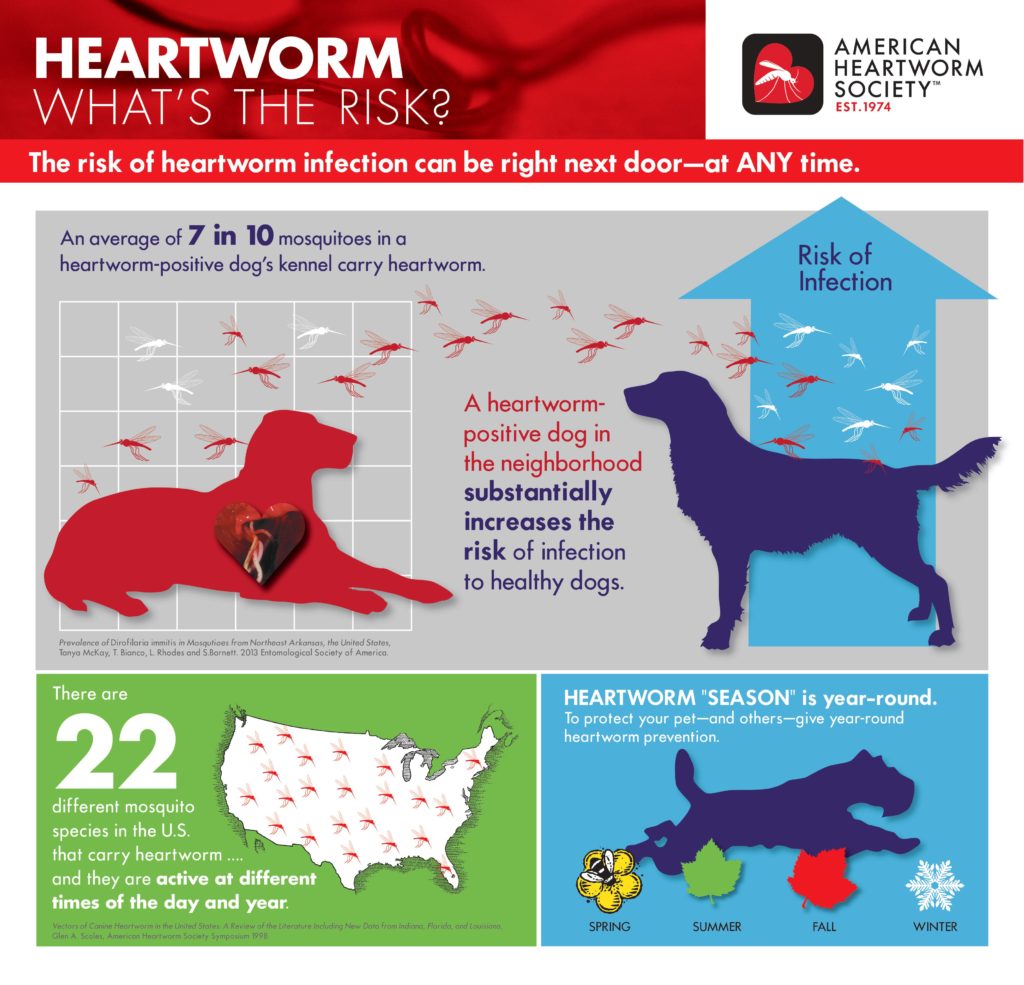 Heartworm Disease - Friendship Hospital for Animals