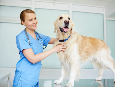 vet examining relaxed dog standing on table