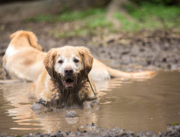 Golden Retriever in a puddle.